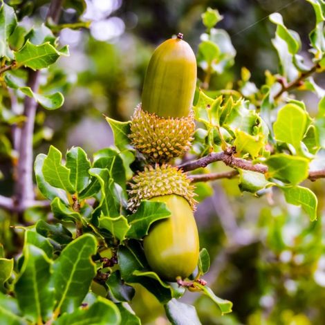 Chêne kermès (Quercus coccifera) (1/3)