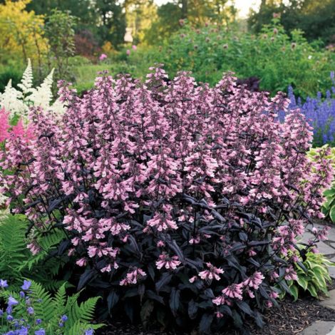 Penstemon Dakota Burgundy®/Godet - 5/20 cm