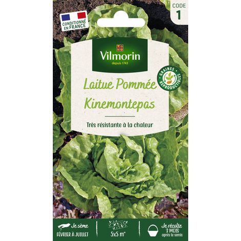 Laitue Pommée Kinemontepas Vilmorin (1/2)