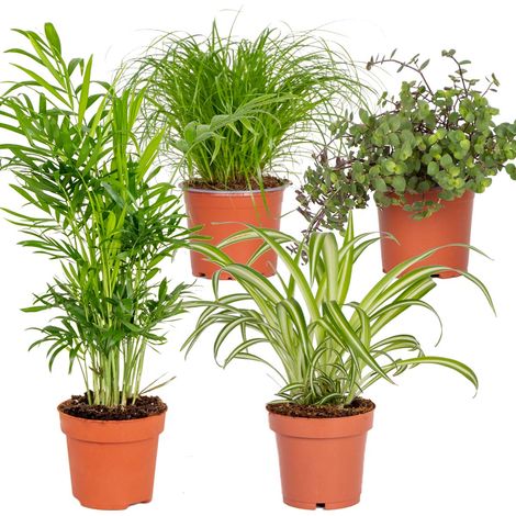 Lot de 4 plantes d’intérieur adaptées aux animaux – Cyperus Zumula, Callisia, Chamaedorea, Chlorophytum – Hauteur 20-40 cm – Pot 12 cm