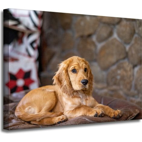 Leinwanddruck Tiere Cocker Spaniel Hund 40x30 cm