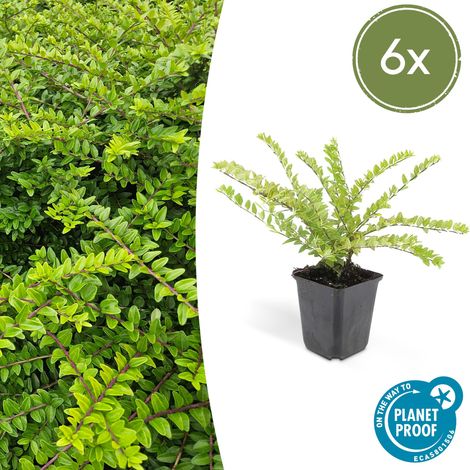 Lot de 6 Lonicera nitida Maigrün Chèvrefeuille Arbustif Haie et Couvre-sol 10-25 cm Pot Ø 9 cm - PANGIVO (1/5)