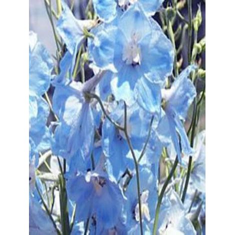 Pied d'Alouette vivace 'Ballkleid' Godet de 8/9 cm