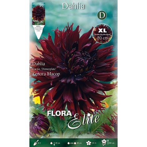 BULBI PRIMAVERILI DALIA DINNERPLATE KENORA MACOP XL CONFEZIONE DA 1 BULBO BULBS