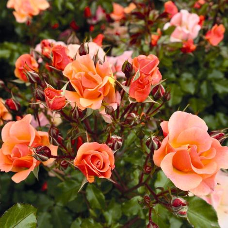 Gardenaria Rosa 'Jazz' - Rosa da giardino - Altezza: 25/30 cm (vaso15) (1/5)