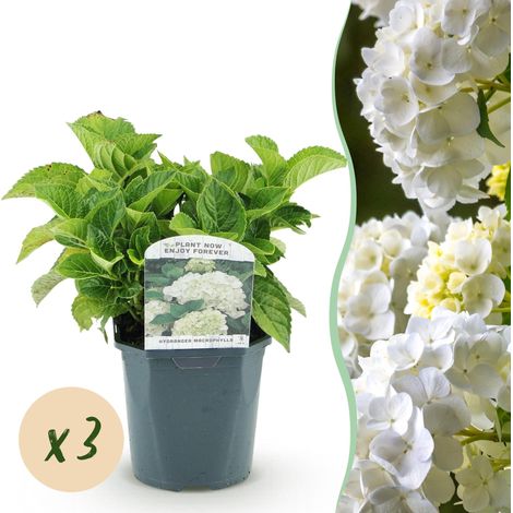 Lot de 3 Hortensias Blancs Hydrangea macrophylla - Idéal Bordures - Pot 17 cm - Hauteur 30 cm - PANGIVO (1/5)
