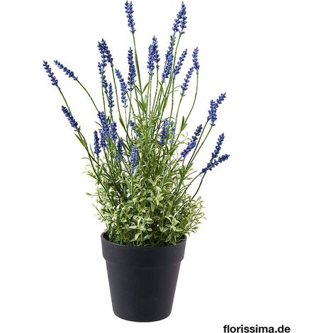 Lavendel 51cm im Topf lavendel