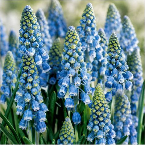 Muscari Armeniacum Sgaravatti 30 bulbes bleus, floraison printanière compacte idéale en bordure et massif - 617444 (1/3)