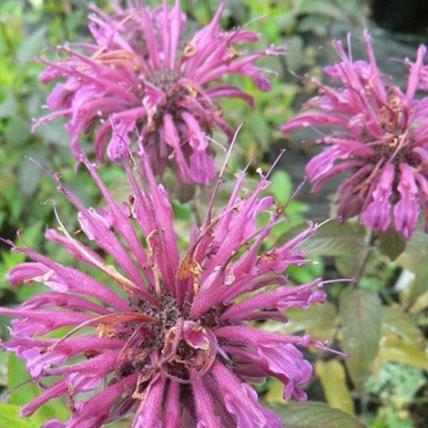 4 x Monarde  - Monarda 'Aquarius'  - godet 9x9 cm (1/4)