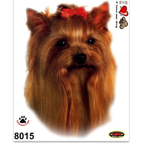 Adesivi Stickers Medi Cane Yorkshire Terrier 13,5 x 16 cm (1/4)