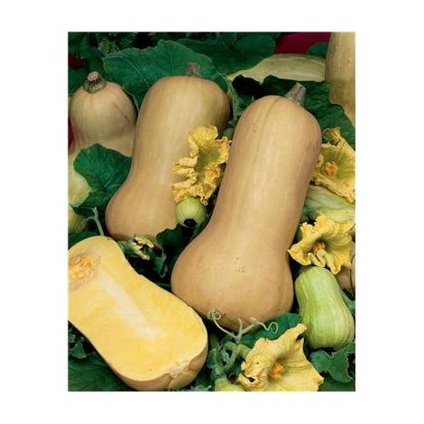 Courge butternut – Graines de potager – Semis mars/avril – Récolte septembre/octobre – 5 g pour 4 à 7 fruits par pied – Fabre Graines