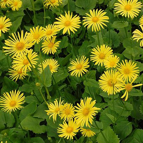 4 x Doronic du Caucase 'Magnificum' - godet 9x9 cm