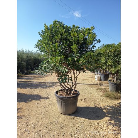 PITTOSPORUM TOBIRA MULTITRONCO 70 (E.Q.)