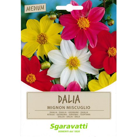 SEMI PER PRATO UNIVERSALE dahlia mignon Q.TA 20 dahlia mignon