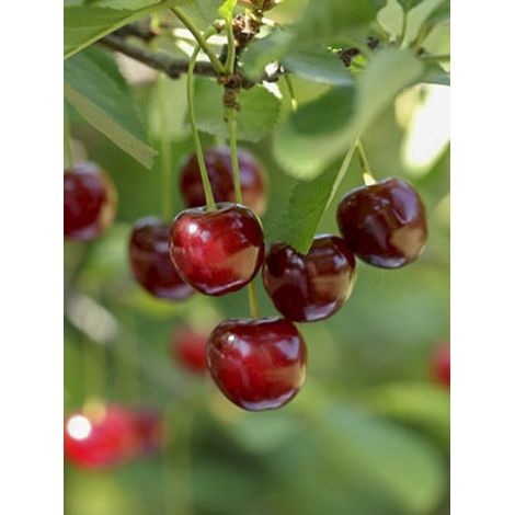 Cerisier nain 'Garden Bing' Pot de 6L/7L, 1/4 de tige, Tige de 40 cm