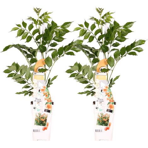 Bloomique - Lot de 2 - Campsis radicans 'Galen' - Bignone orange - Plantes grimpantes - Plantes de jardin - Rustiques - 50-70 cm de haut - Pot 15 cm (1/5)