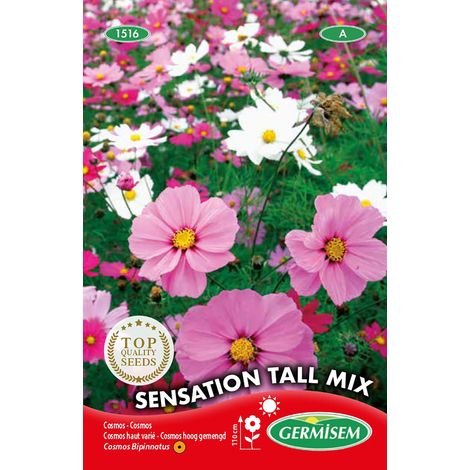 Graines Cosmos haut varié SENSATION TALL MIX