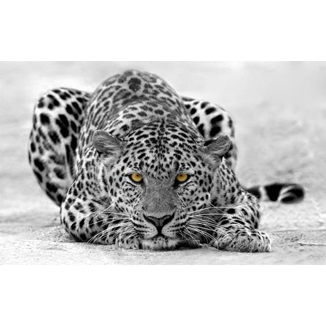 Affiche guépard en chasse - 60x40cm - made in France (1/5)