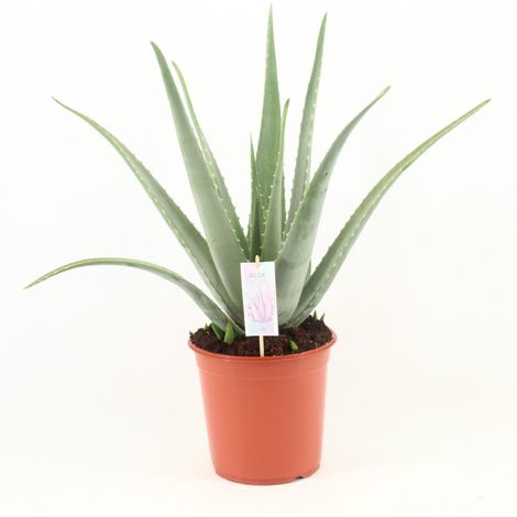 Aloe Vera - Plante Succulente d'Intérieur et Extérieur - Pot Ø24 cm - Hauteur 70 cm - PANGIVO
