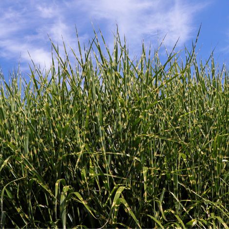 Roseau de Chine Strictus' - Miscanthus sinensis Strictus' pot 7,5L (1/2)