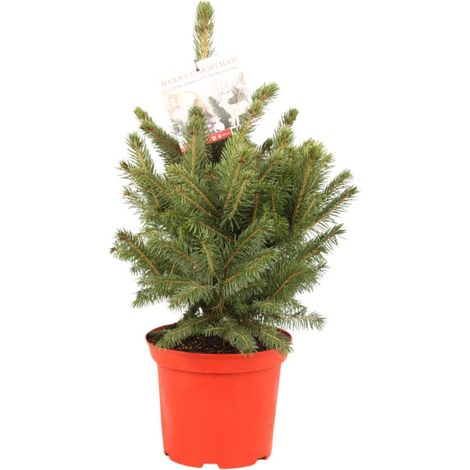 Épicéa bleu 'Super Blue' Pot 5L 40/50cm - Picea pungens Super Blue (1/2)