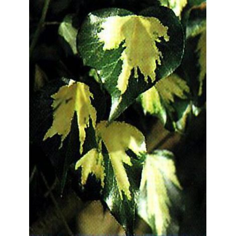 Lierre commun 'Goldheart' Pot de 1,5L/2L (1/4)