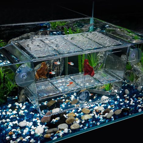 Acrylic Aquarium Incubator, 3 Removable Compartments, Floating with Suction Cups, for Betta Shrimp Fry (1/5)