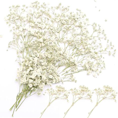 100 Pièces Fleurs Séchées, 15cm Durable Fleurs Sechees Naturelles (1/5)