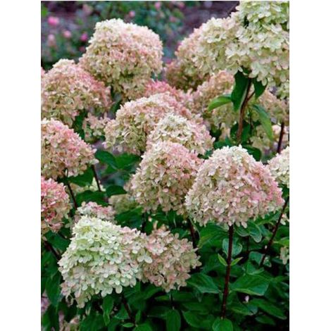 Hortensia paniculé 'Little Lime'® Pot de 7,5L/10L (1/5)