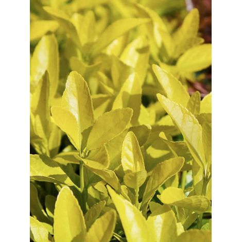 Fusain du Japon 'El Dorado' Pot de 3L/4L (1/2)