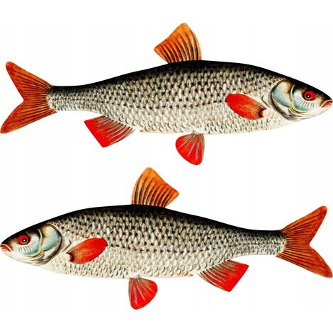 Pegatinas para barcos - 2 x Roach M