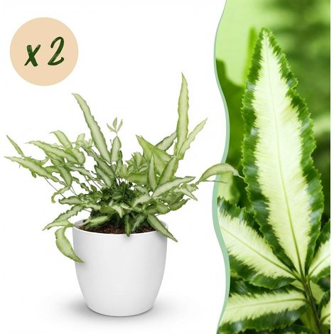 Lot de 2 Fougères Ruban Pteris cretica Albolineata Plantes d'Intérieur Pet-Friendly Pot 12 cm - PANGIVO (1/5)