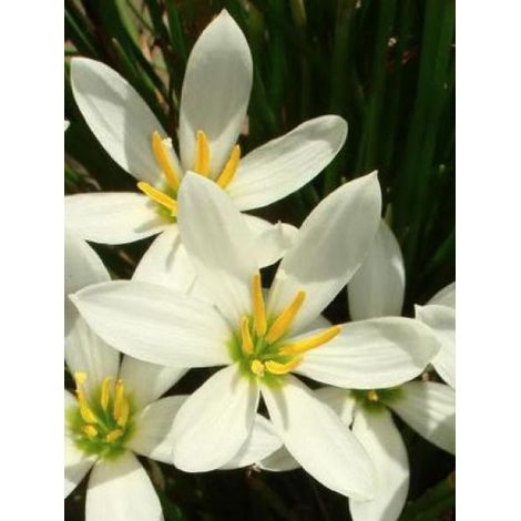 Crocus du Brésil Godet de 8/9 cm calibre I