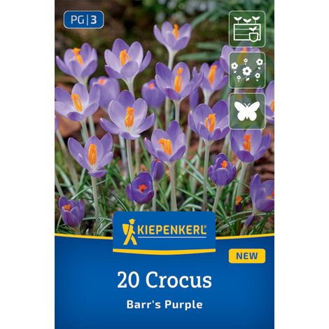 Kiepenkerl Herbstblumenzwiebel Krokusse Botanischer Barr´s Purple 20 Stück (1/2)