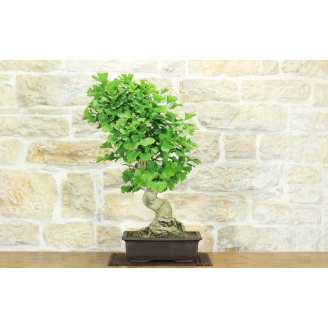 Bonsai di Ginkgo Biloba (14)