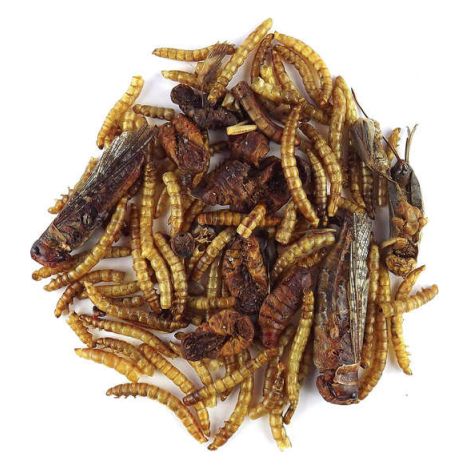 Claus Igel Fit - Nourriture pour hérissons 75 g