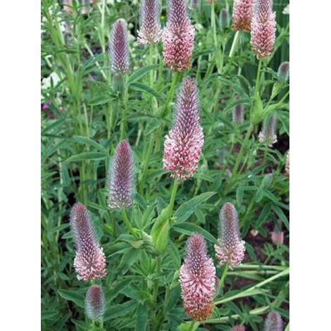 Trèfle incarnat 'Peachy Pink' Godet de 8/9 cm