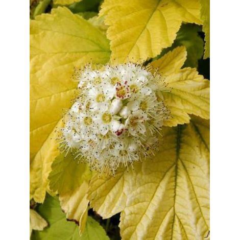 Physocarpe à feuilles d'Obier 'Angel Gold'® Pot de 7,5L/10L (1/4)