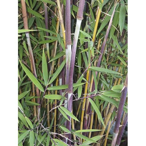 Bambou non traçant 'Taibashan2' Pot de 12L/15L (1/2)