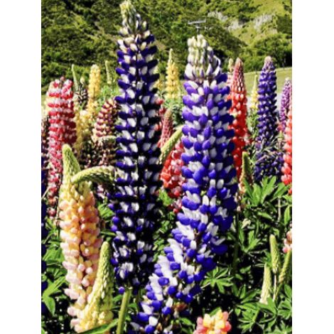 Lupin 'Russell Hybrids Mix' le sachet de 100 graines (2,5g) (1/4)