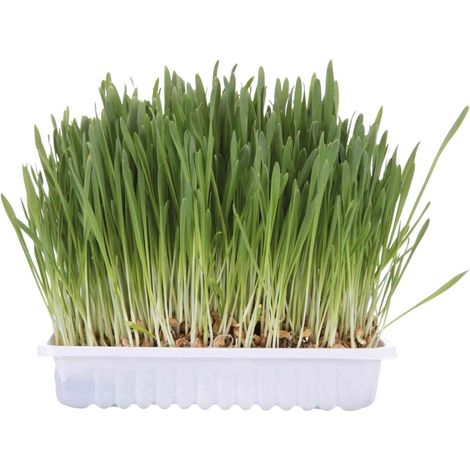 Herbe à chat en graines 100g – Graines riches en vitamines – Aide à la digestion des boules de poils – Pour chatons et chats adultes – Trixie