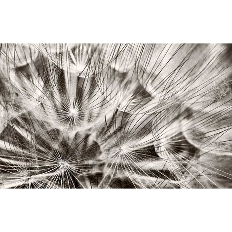 Tableau photo sur toile imprimée pissenlits en fleurs noir et blanc, 80x50cm (1/5)