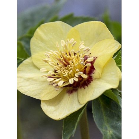 Hellébore 'Super Yellow' Pot de 2L/3L (1/2)