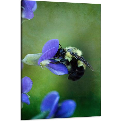 Leinwanddruck Botanik Biene Blume 60x90 cm