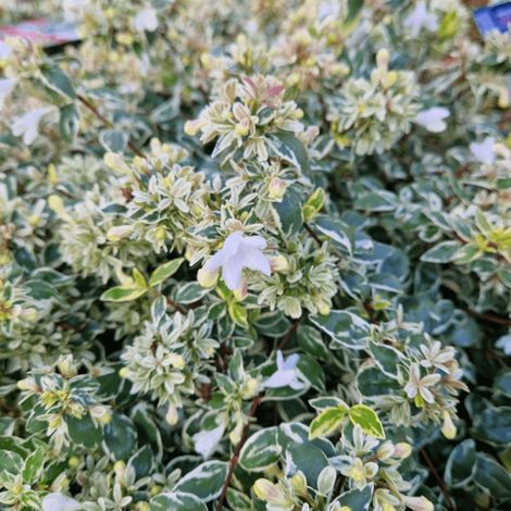 Abelia Steredenn 'Levabes', Abélia à grandes fleurs/Pot de 3L - 20/40 cm (1/4)