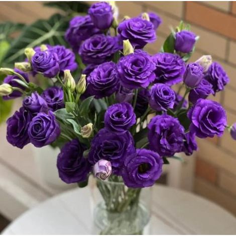 500 Lisianthus Violet Graines – Fleurs Décoratives Jardin Floraison Longue (1/5)