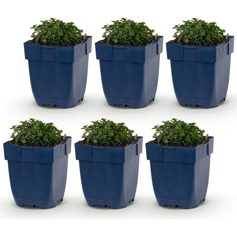 Campanule des Murailles Portenschlagiana Plante Vivace Couvre-sol Rose/Lilas Lot de 6 Pot 11 cm - PANGIVO (1/5)
