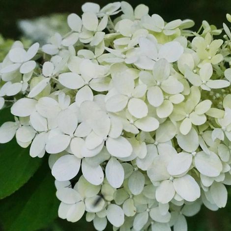 Hortensia paniculata Magical® Mont Blanc 'Kolmamon', Hydrangea paniculata/Pot de 4L - 40/60 cm (1/2)