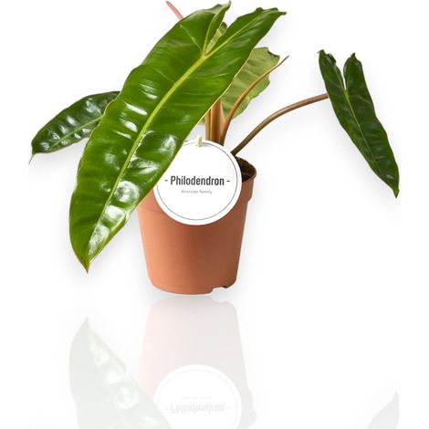 Gardenaria Philodendron billetiae - Pianta da interno ornamentale - Altezza: 30 cm (vaso 12) (1/4)