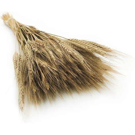 Getrockneter Triticale - Natürlich (1/5)